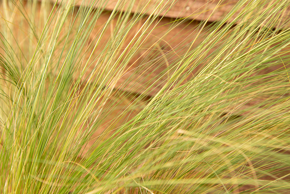 Stipa Tennuissima Pony Tails Fronds