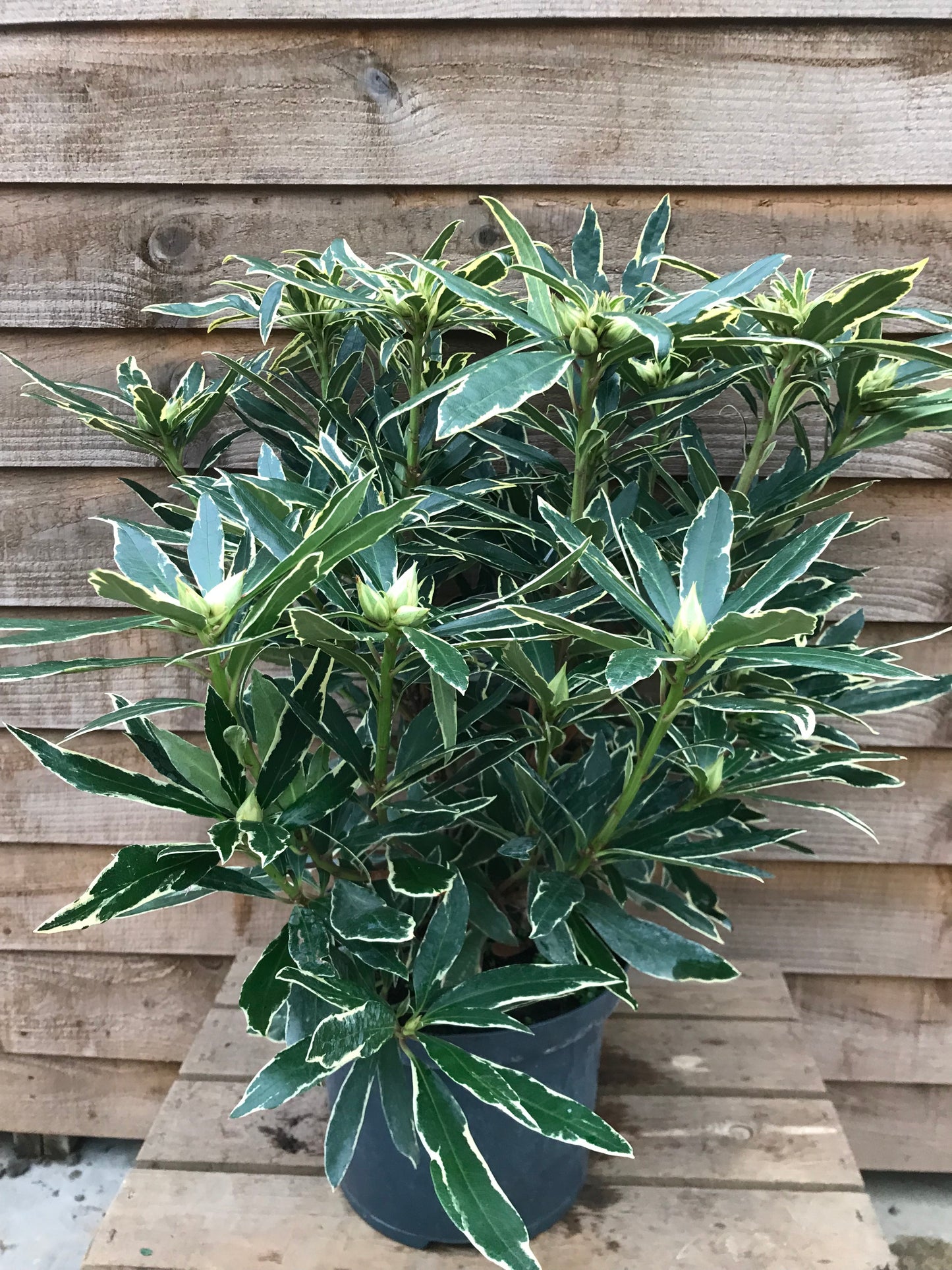 Rhododendron Variagata