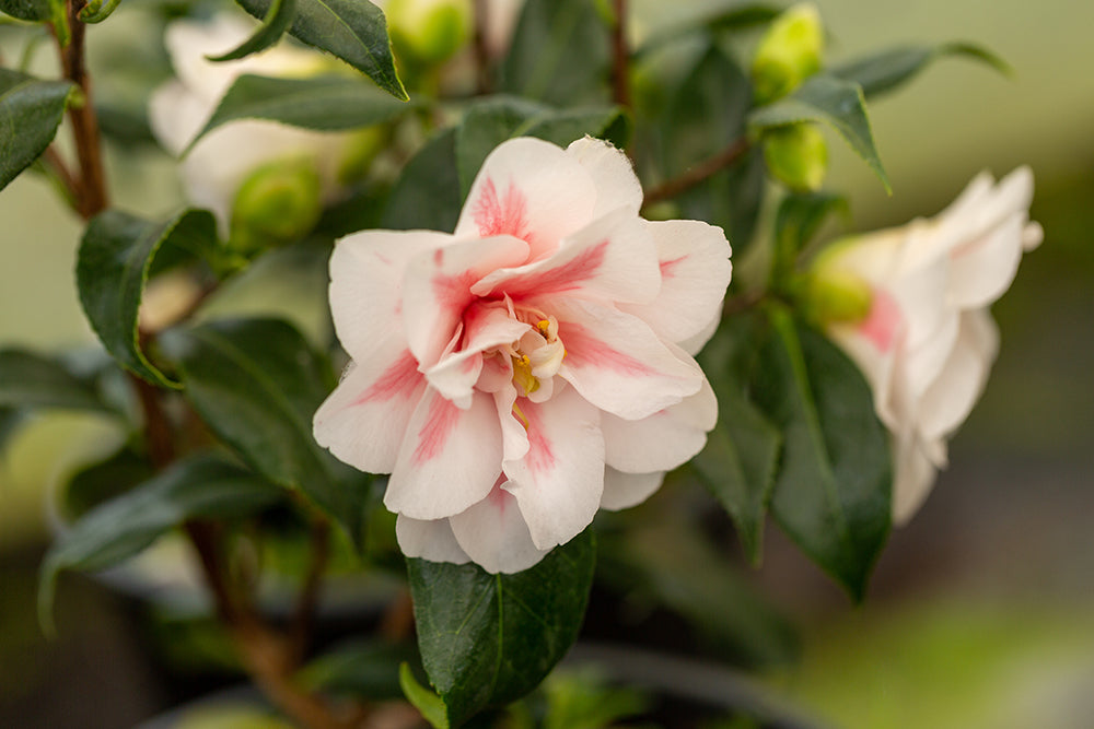 Flower and leaves on Camellia japonica 'Lady Vansittart'