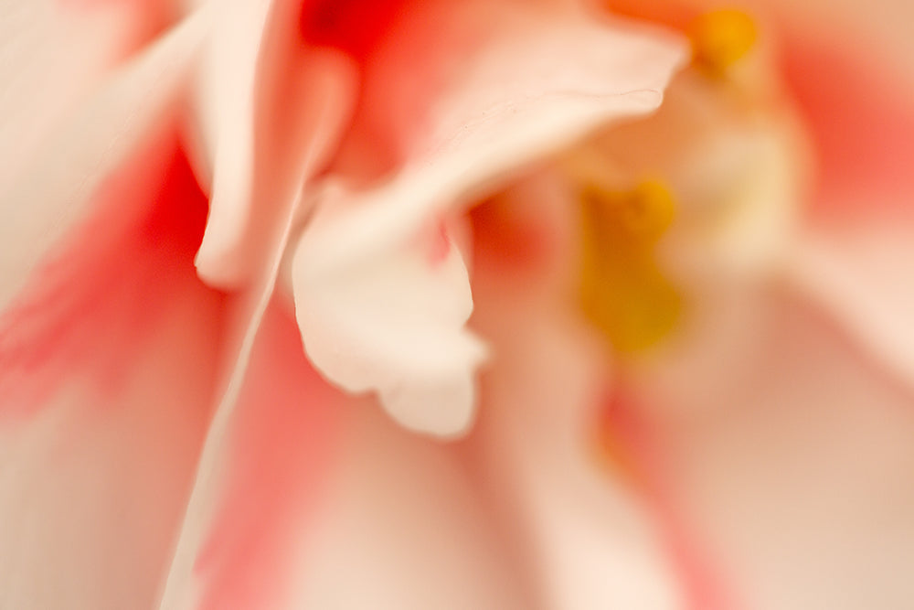 Close up of Camellia Japonica Lady Vansittart petals