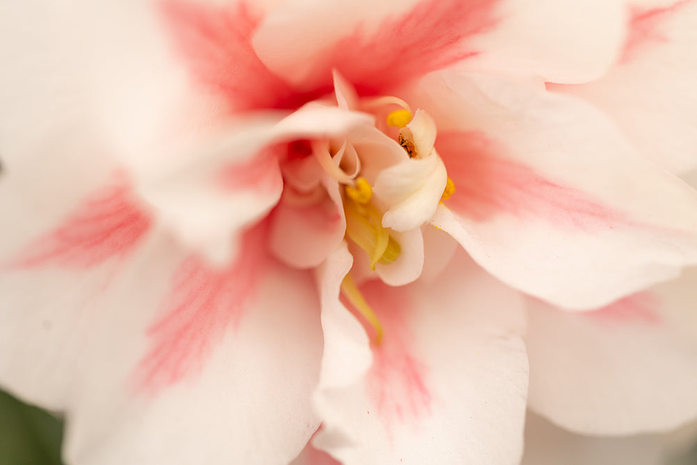 Close up of Camellia japonica 'Lady Vansittart' flower