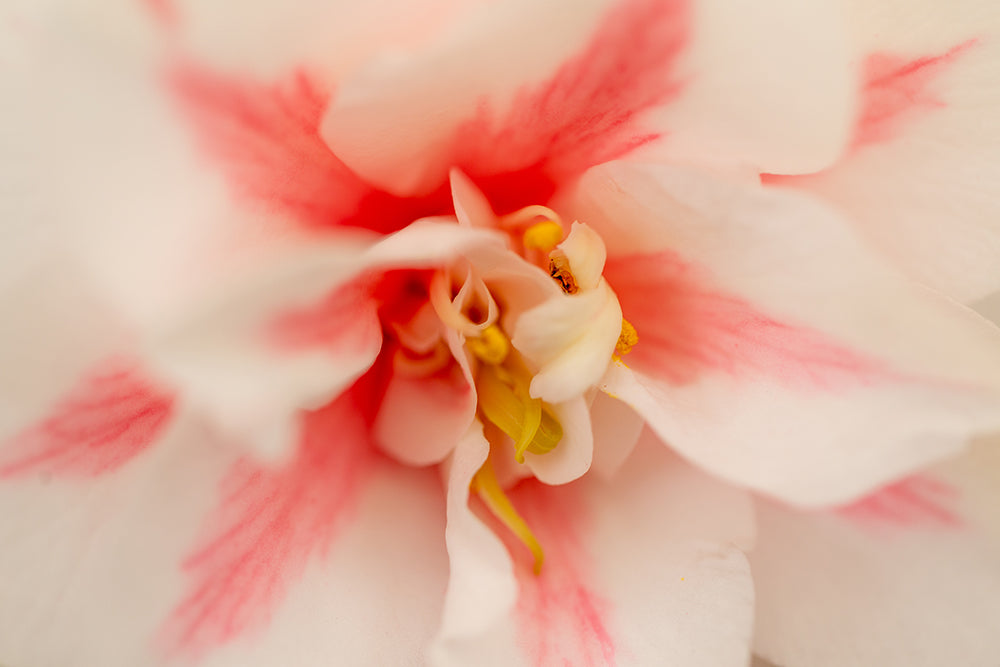 Flower of Camellia japonica 'Lady Vansittart'