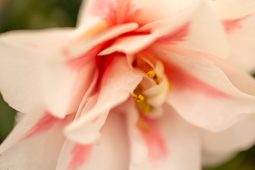 Petals on Camellia japonica 'Lady Vansittart'