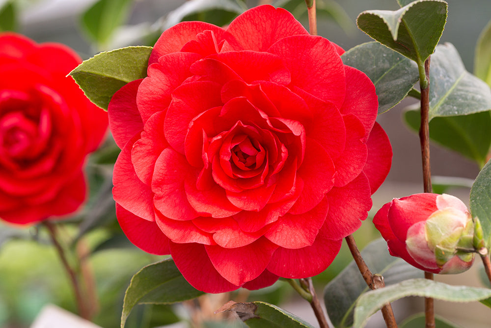 Red Flower on Camellia Les Jury Plant
