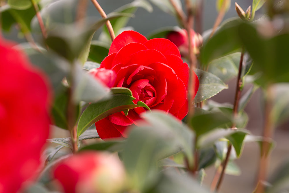 Leaves and Red Flower on Camellia Les Jury Plant