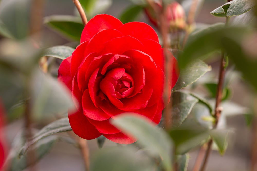 Flowering Camellia Les Jury Plant
