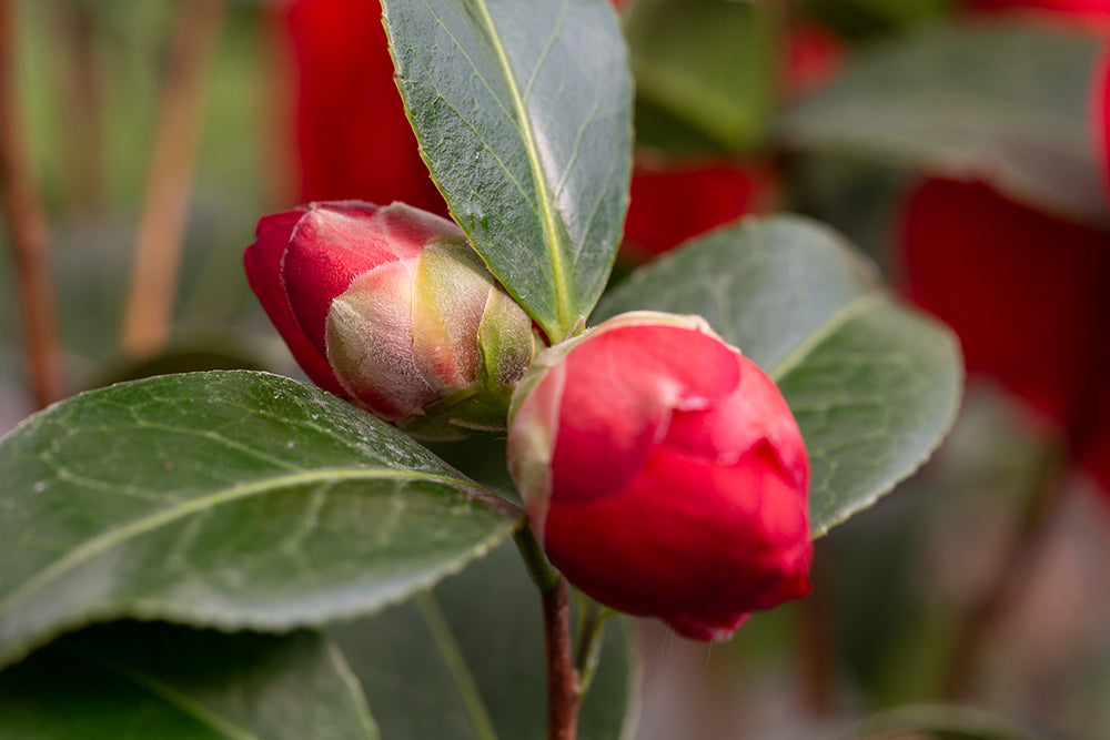 Budding Camellia Les Jury Plant