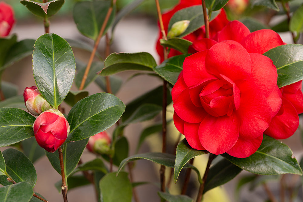 Flowering Camellia Les Jury Plants