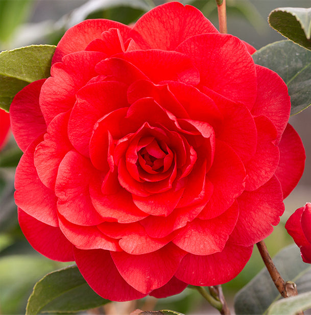 Red Flower on Camellia Les Jury Plant