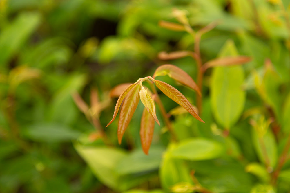 Yellow leaves on Leucothoe scarletta