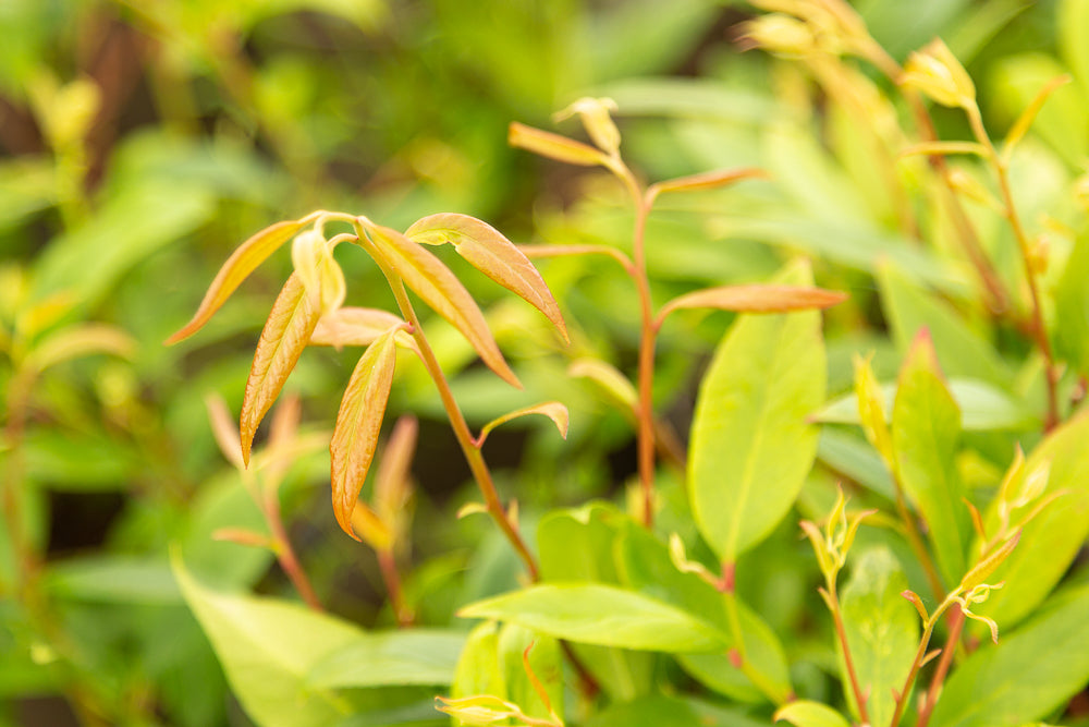 Bright yellow leaves on Leucothoe Scarletta Plant