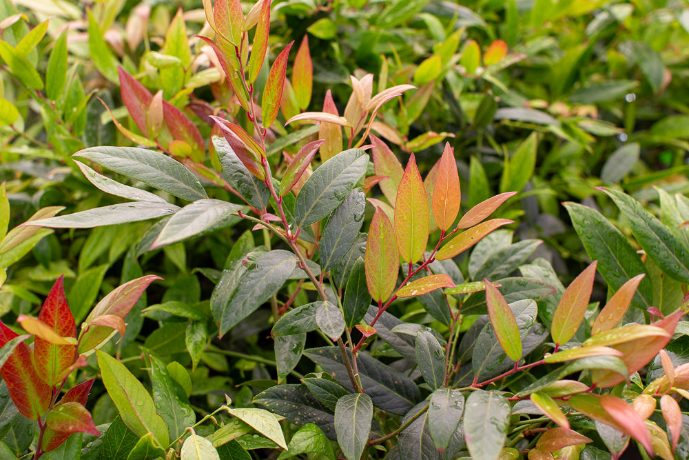 Leaves on Leucothoe Scarletta Plant
