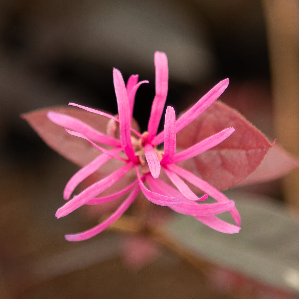 Loropetalum chinense var. rubrum ‘Fire Dance’ Chinese Witch Hazel