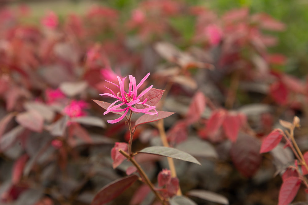 Loropetalum chinense var. rubrum ‘Fire Dance’ Chinese Witch Hazel