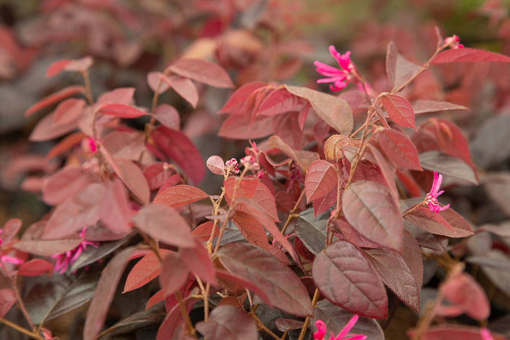 Loropetalum chinense var. rubrum ‘Fire Dance’ Chinese Witch Hazel