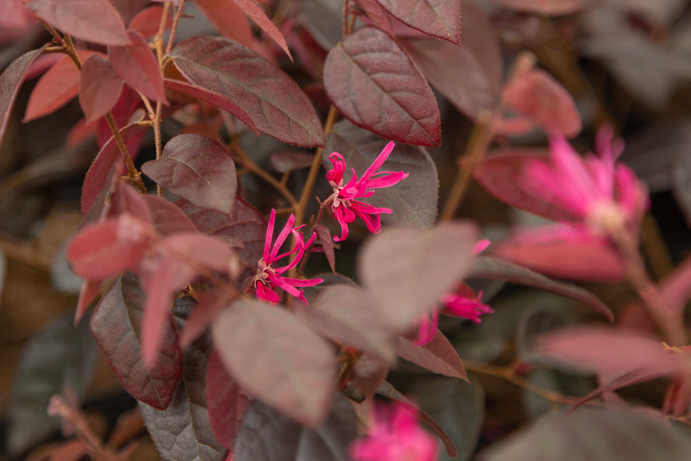 Loropetalum chinense var. rubrum ‘Fire Dance’ Chinese Witch Hazel