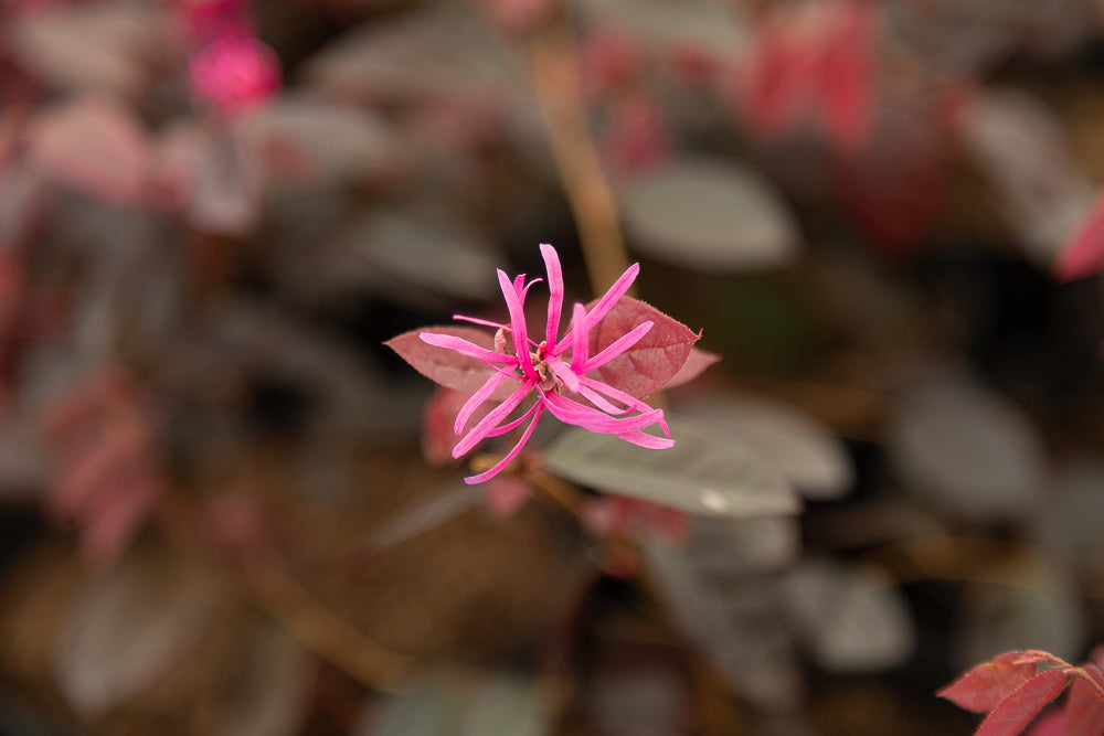 Loropetalum chinense var. rubrum ‘Fire Dance’ Chinese Witch Hazel