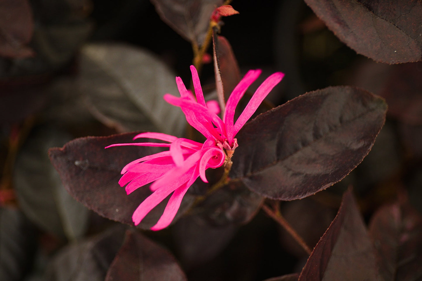 Loropetalum chinense var. rubrum ‘Fire Dance’ Chinese Witch Hazel