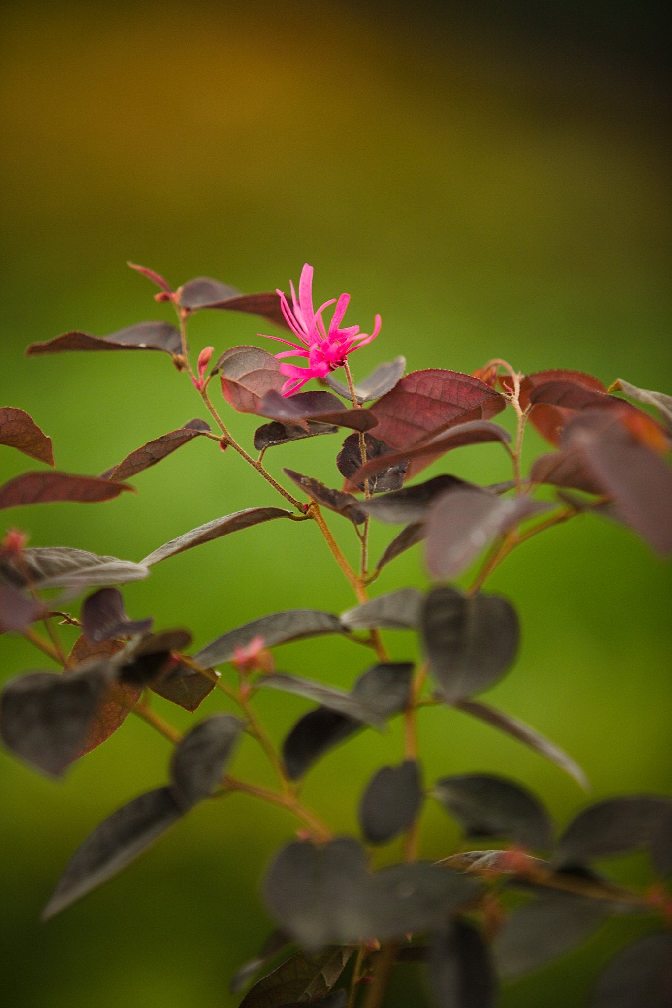 Loropetalum Fire Dance