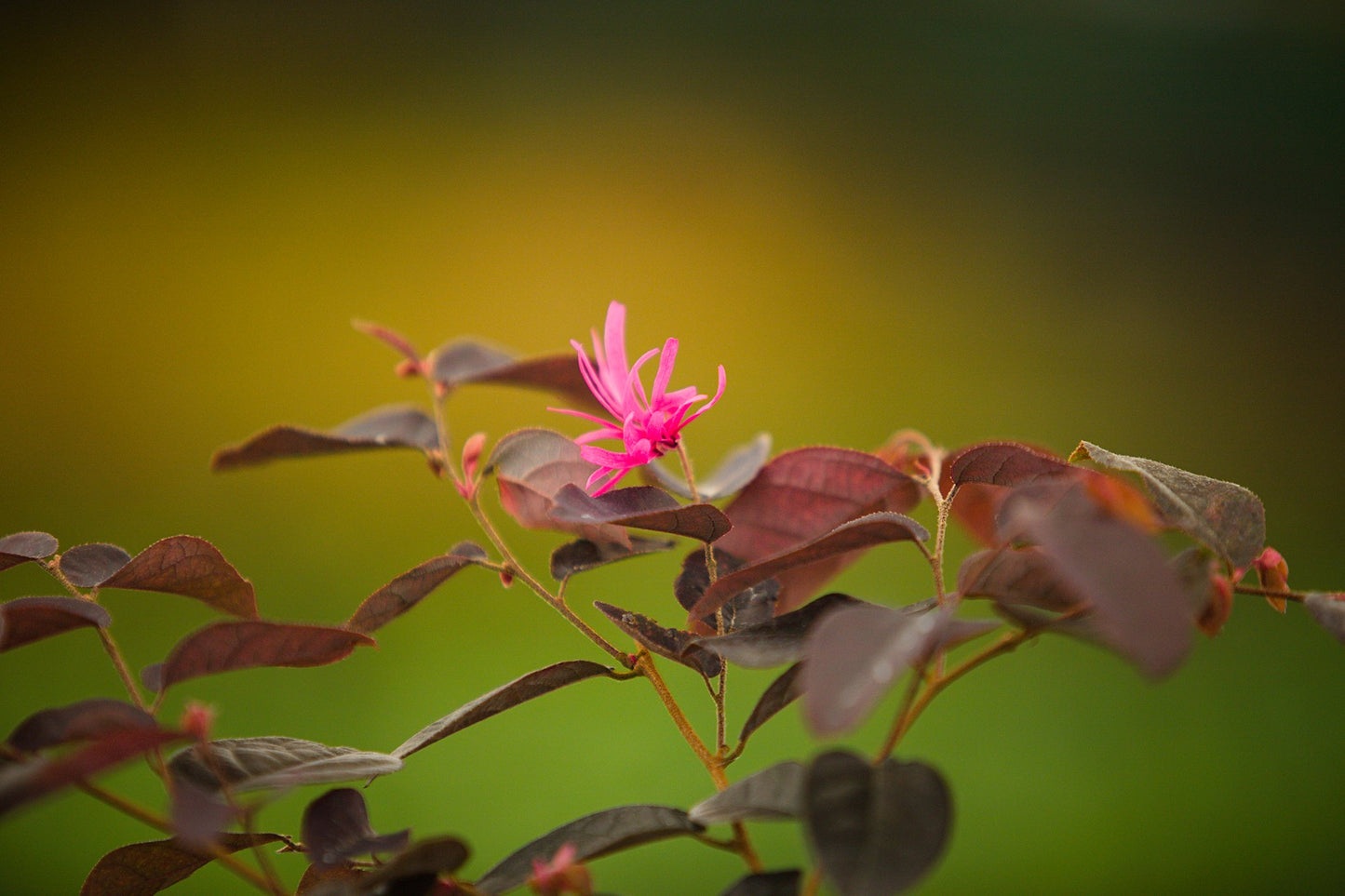 Loropetalum chinense var. rubrum ‘Fire Dance’ Chinese Witch Hazel