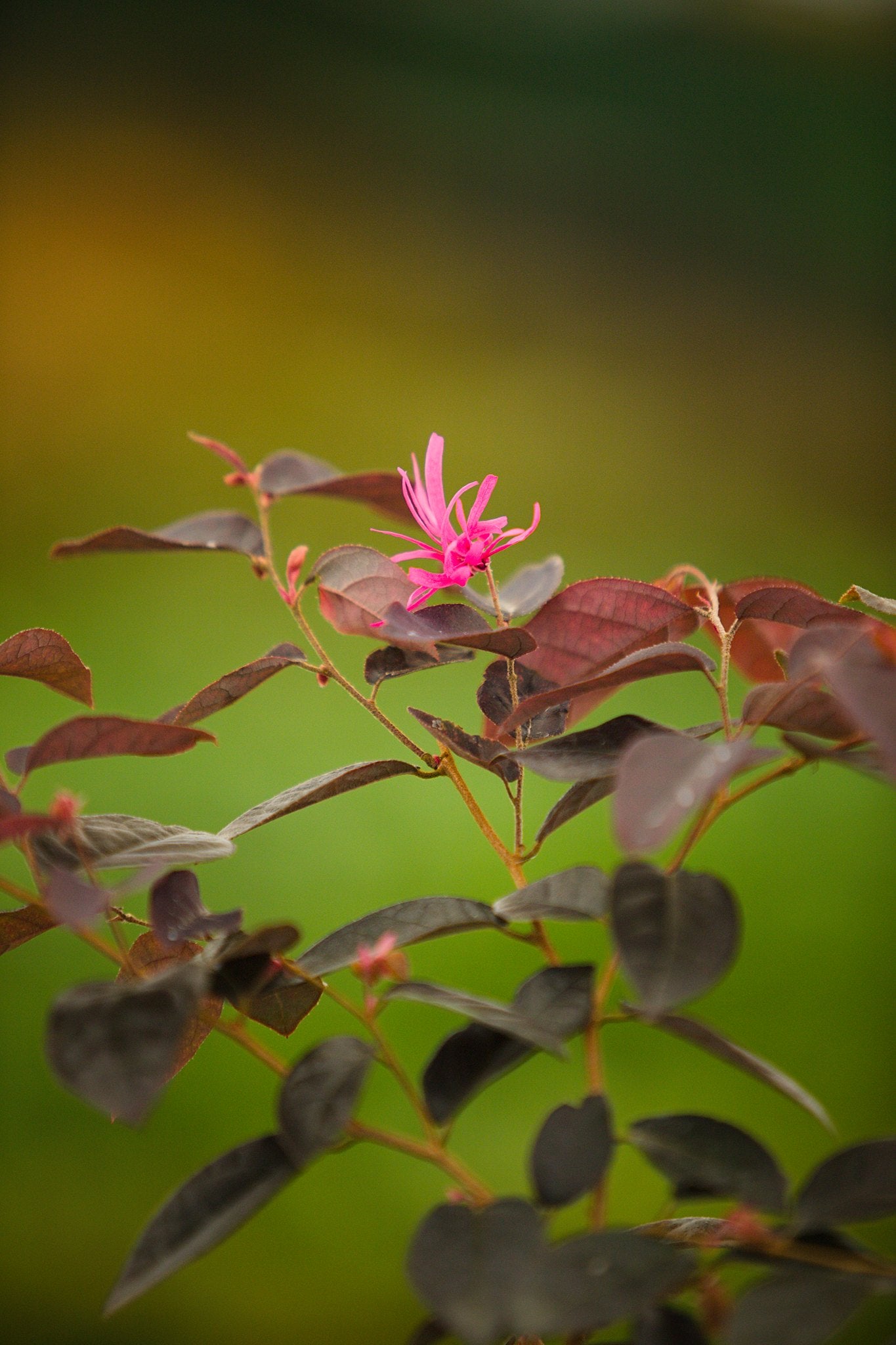 Loropetalum chinense var. rubrum ‘Fire Dance’ Chinese Witch Hazel