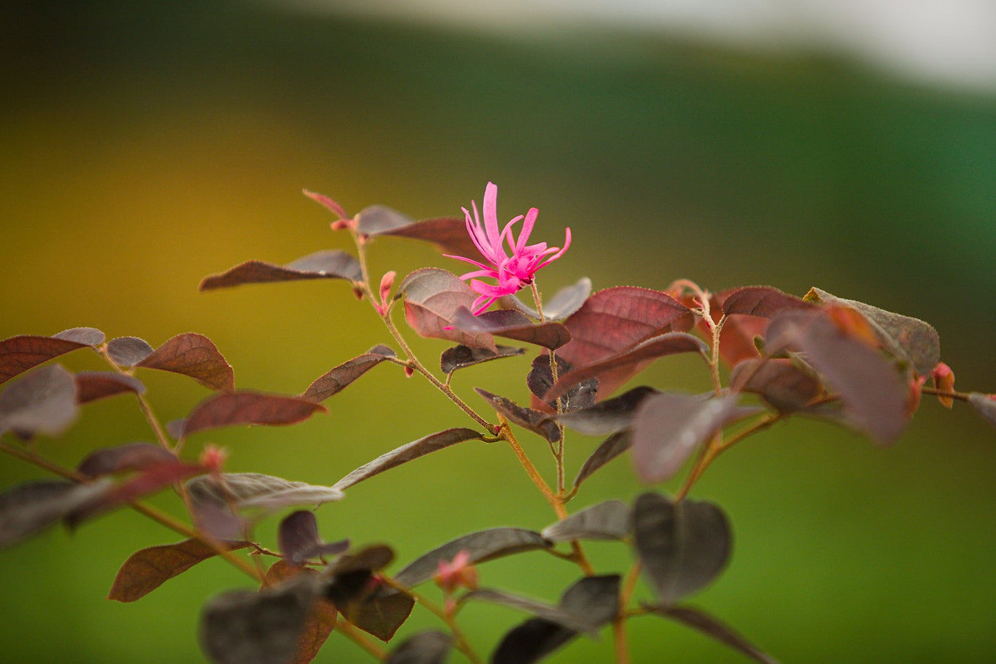 Loropetalum chinense var. rubrum ‘Fire Dance’ Chinese Witch Hazel