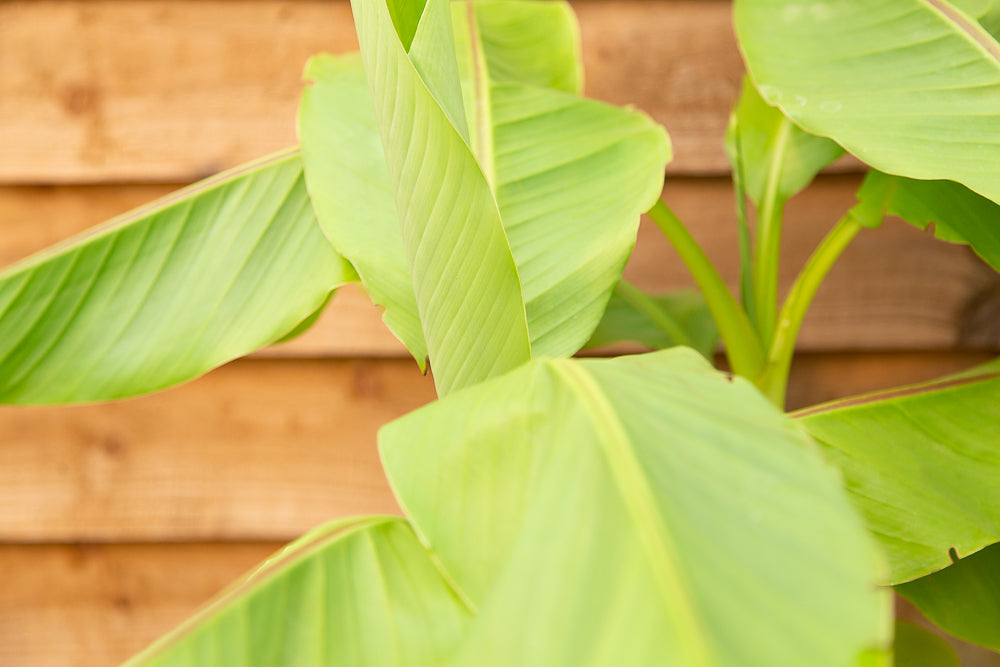 Leaves on musa basjoo banana plant