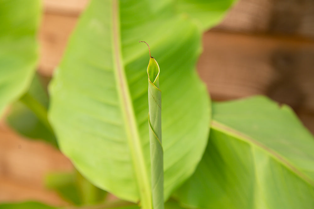 Musa basjoo (AGM) Japanese Banana Curled Leaf