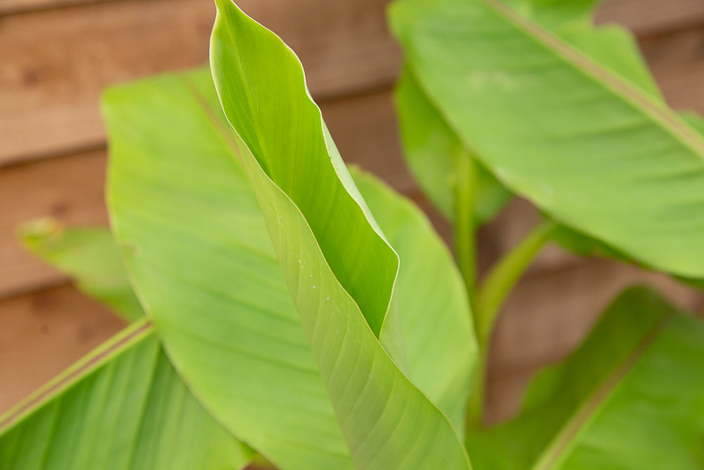 Musa basjoo (AGM) Japanese Banana Plant Leaves