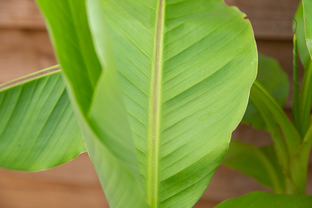 Musa basjoo (AGM) Japanese Banana leaf