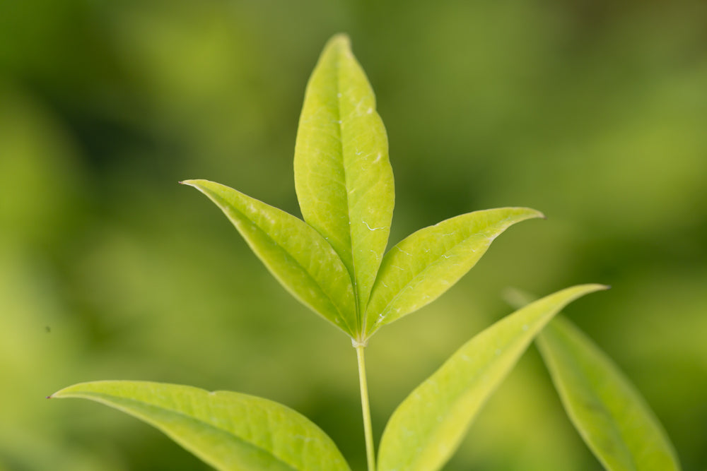 Nandina_Lemon_and_Lime
