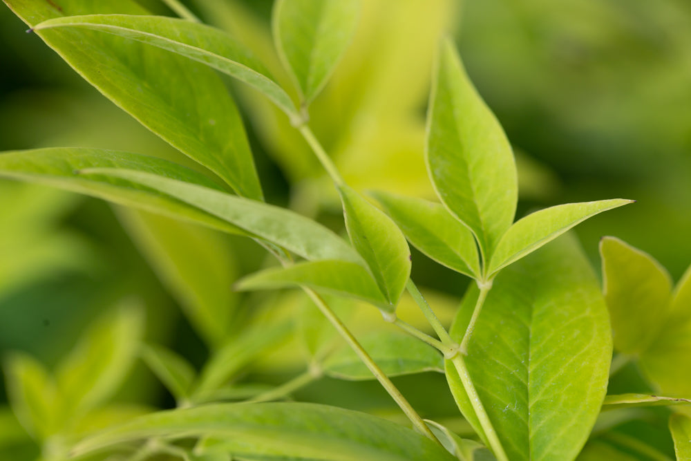 Nandina_Lemon_and_Lime