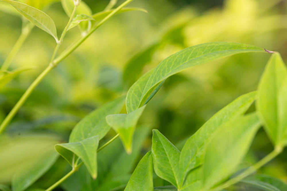 Nandina_Lemon_and_Lime