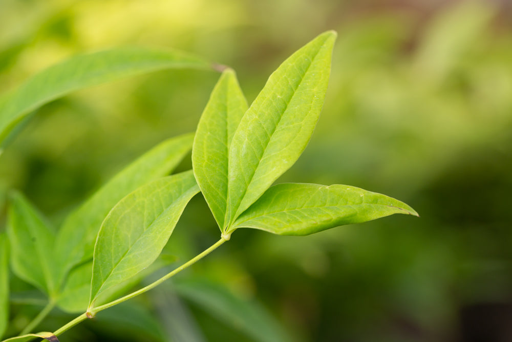 Nandina_Lemon_and_Lime