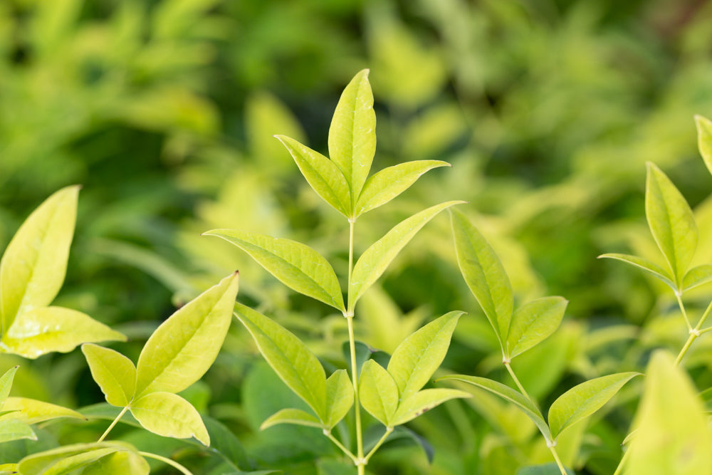 Nandina Lemon and Lime