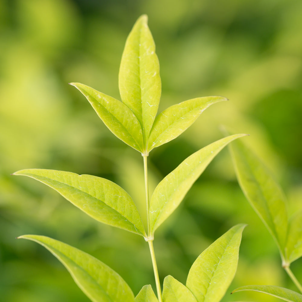 Nandina_Lemon_and_Lime