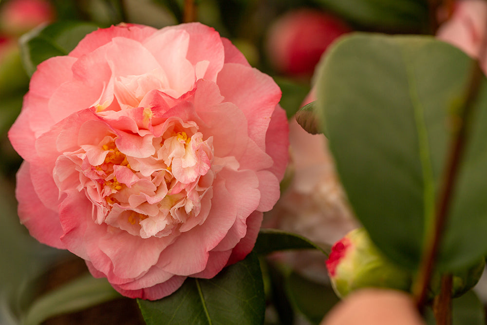 Open Flower on Camellia Nuccio's Jewel