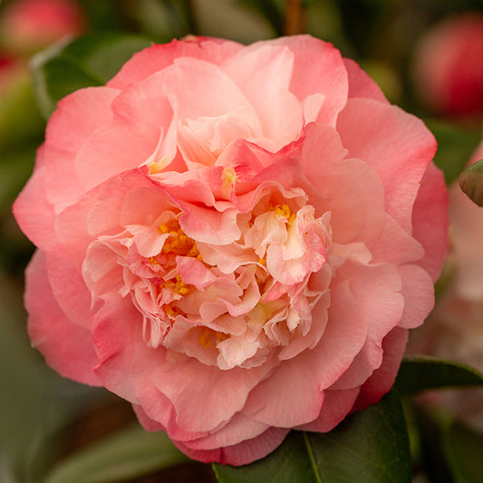 Camellia Nuccio's Jewel Flower