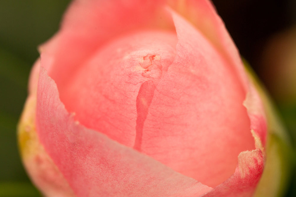 Closed Petals on Camellia Nuccio's Jewel Flower