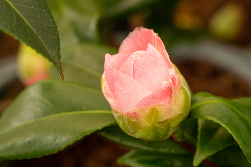Budding Flower on Camellia Nuccio's Jewel Plant