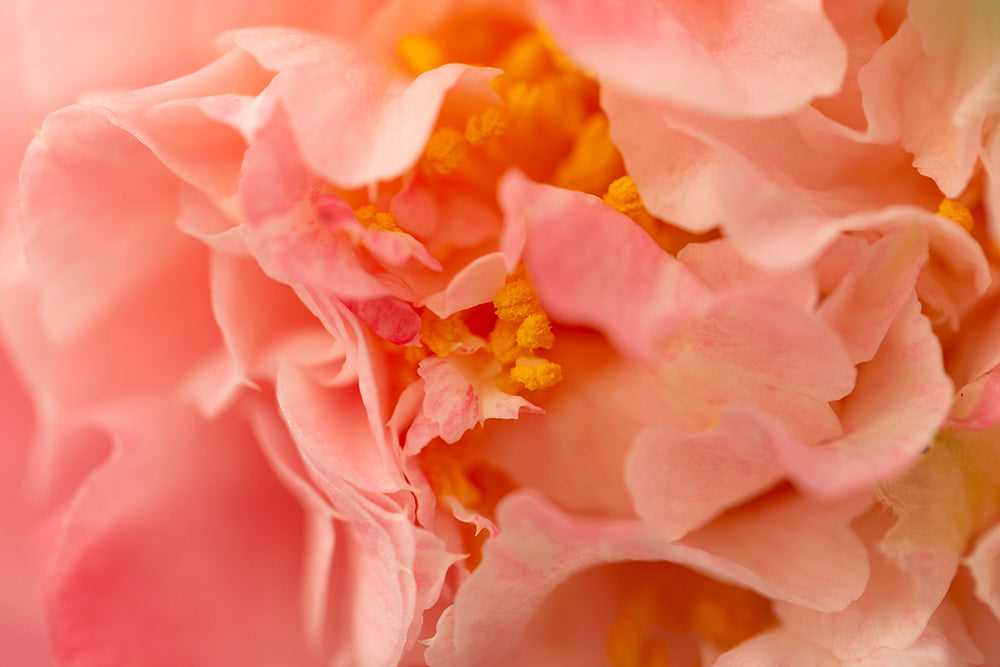 Insider Camellia Nuccio's Jewel Flower