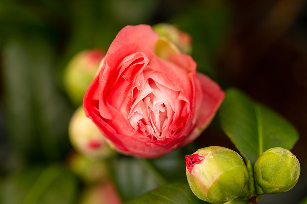 Flowering Camellia Nuccio's Jewel Plant
