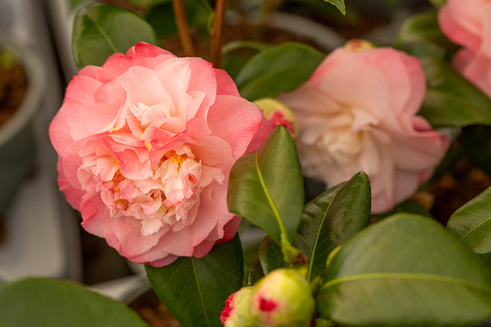 Flowering Camellia Nuccio's Jewel