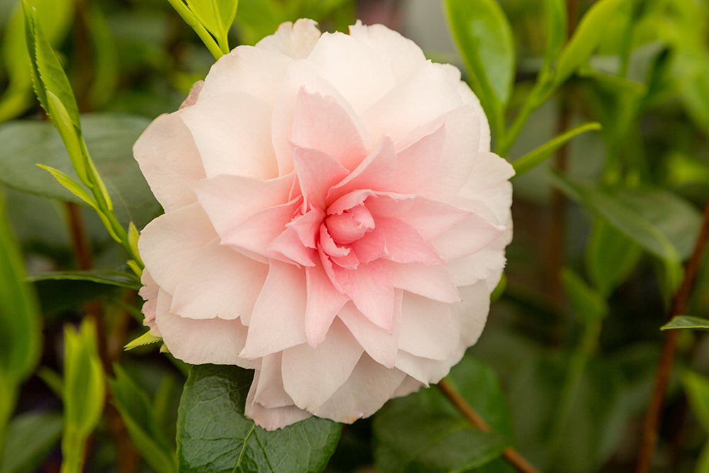 Flowering Camellia Nuccio's Pearl Plant