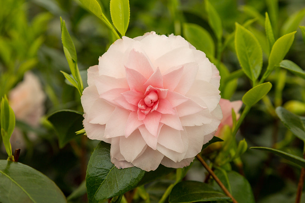 Camellia Nuccio's Pearl Flower