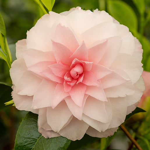Flower on Camellia Nuccio's Pearl Plant