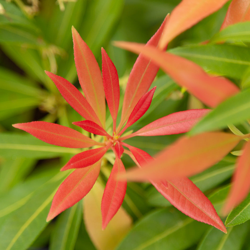 Pieris Japonica Forest Flame Lily of the Valley Shrub