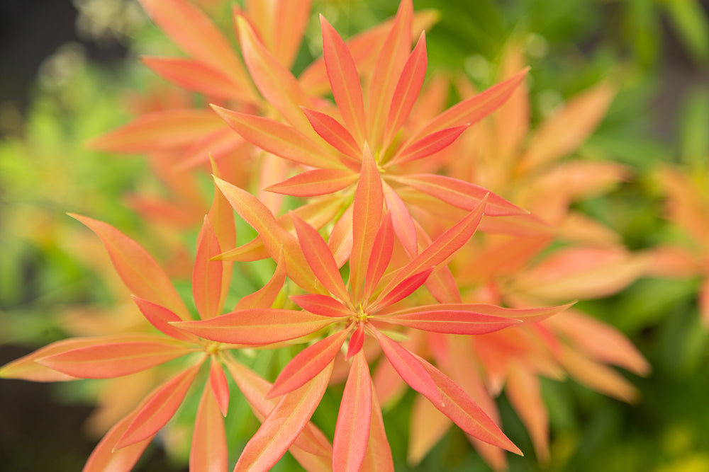 Forest Flame Lily of the Valley Shrub