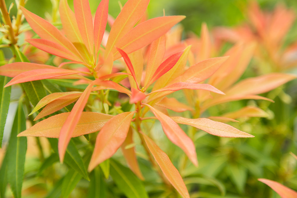 Leaves on Pieris Japonica Lily of the Valley Shrub