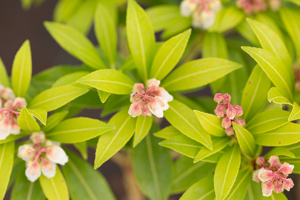 Flowers on Lily of the Valley Shrub